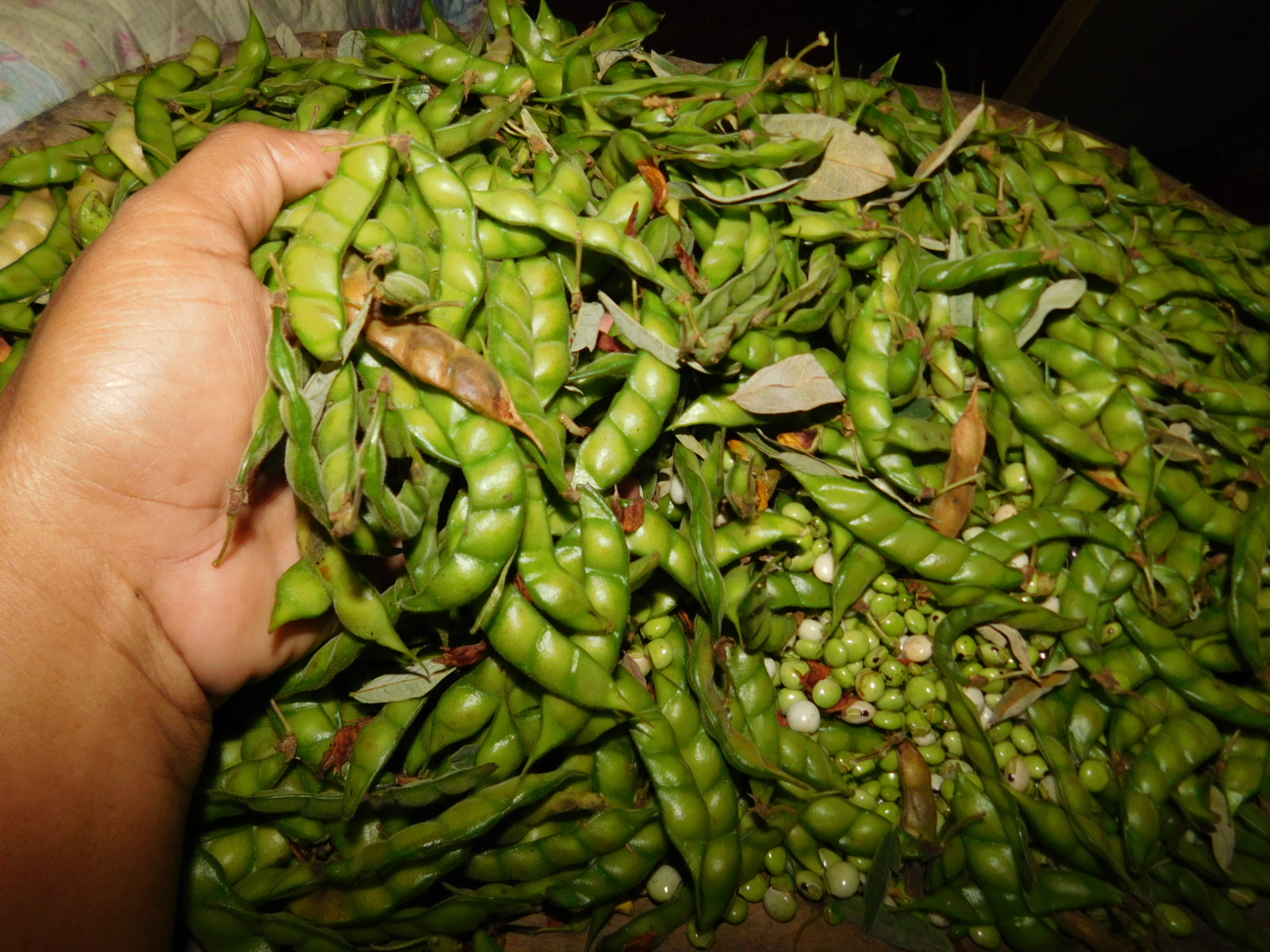 Beneficios del guandú, el favorito en fiestas de Fin de año | Mujer