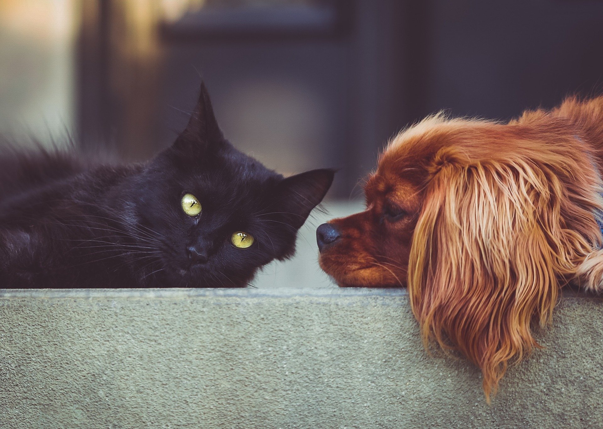 Las organizaciones protectoras de animales animan a la población a acabar con esta práctica tan común y a 