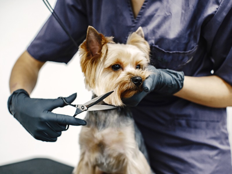 A los perros se les debe peinar en casa todos los días, según los peluqueros. Foto ilustrativa /  Freepik.