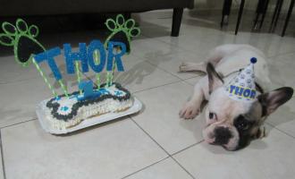 Thor en su cumpleaños. Foto: Cortesía