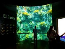 Acuario del Caribe en la exhibición "Océanos divididos" en el Biomuseo. Foto/Mellibeth González