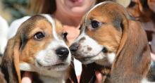 Foto: MIKE CARROLL/CORNELL UNIVERSITY, Facultad de Medicina Veterinaria